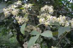 Clematis montana